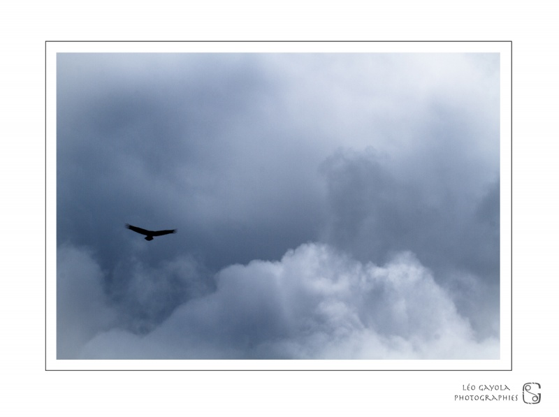 Au delà des nuages en stage photo vautours