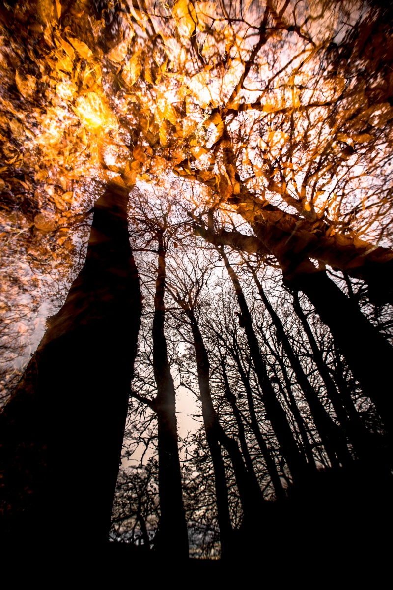 Forêt de hêtre sur l'Aubrac à l'automne