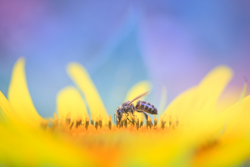 Abeille sur fleur de tournesol