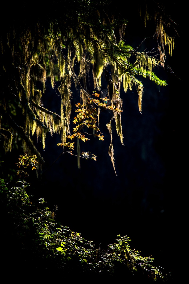 Forêt dense avec lichen barbu, mélèzes et sapin