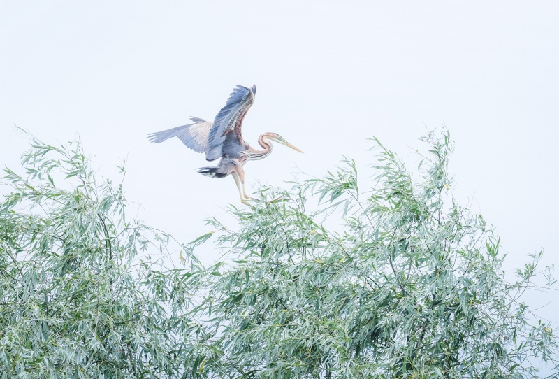 héron pourpré sur les berges du Delta du Danube