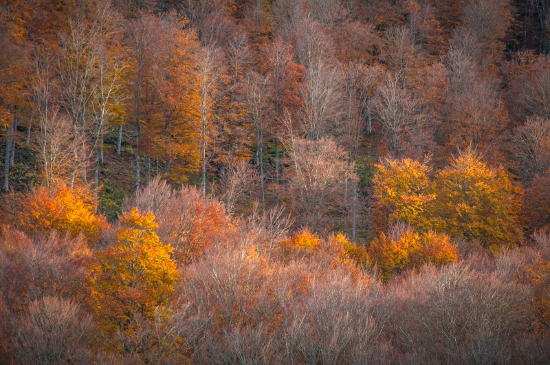 Une forêt bien mystérieuse se dessine.