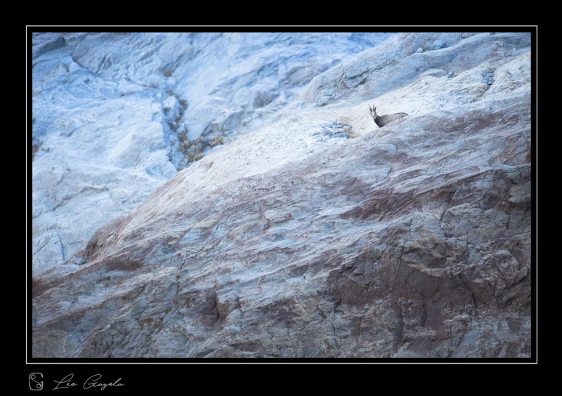 Chamois dans la roche lors d'un stage photo nature