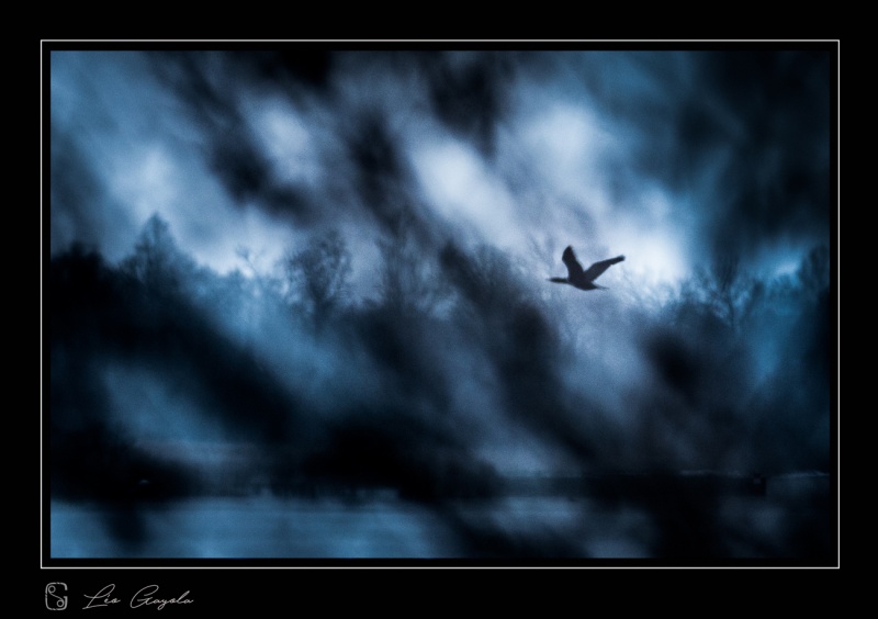 Séjour photo en baie de somme avec les oiseaux