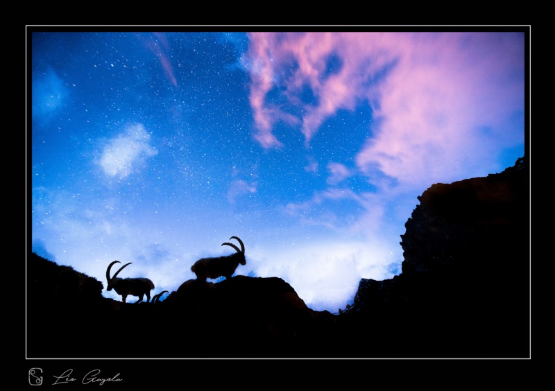 Stage photo à Serre-Chevalier, les bouquetins sous les étoiles
