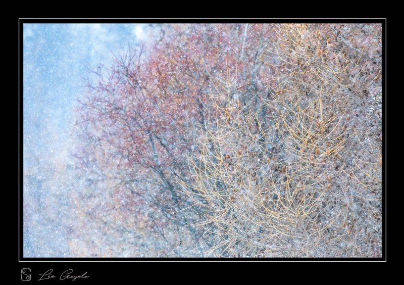 Stage photo en nature dans les Alpes