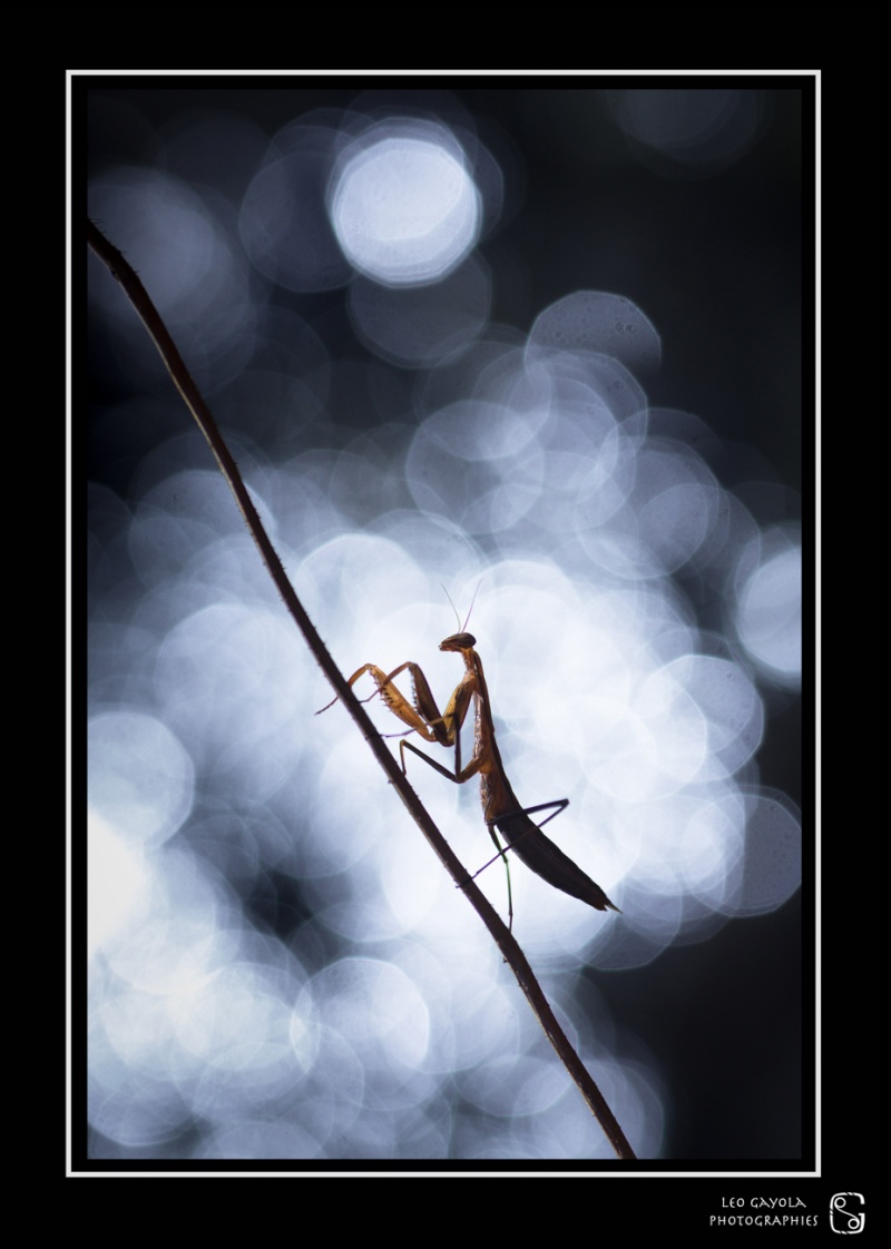 Stage photo nature macro avec Léo Gayola, la mante religieuse