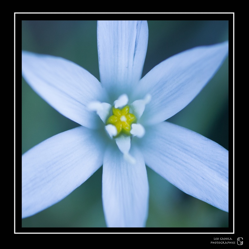 Atelier macro photo à Embrun