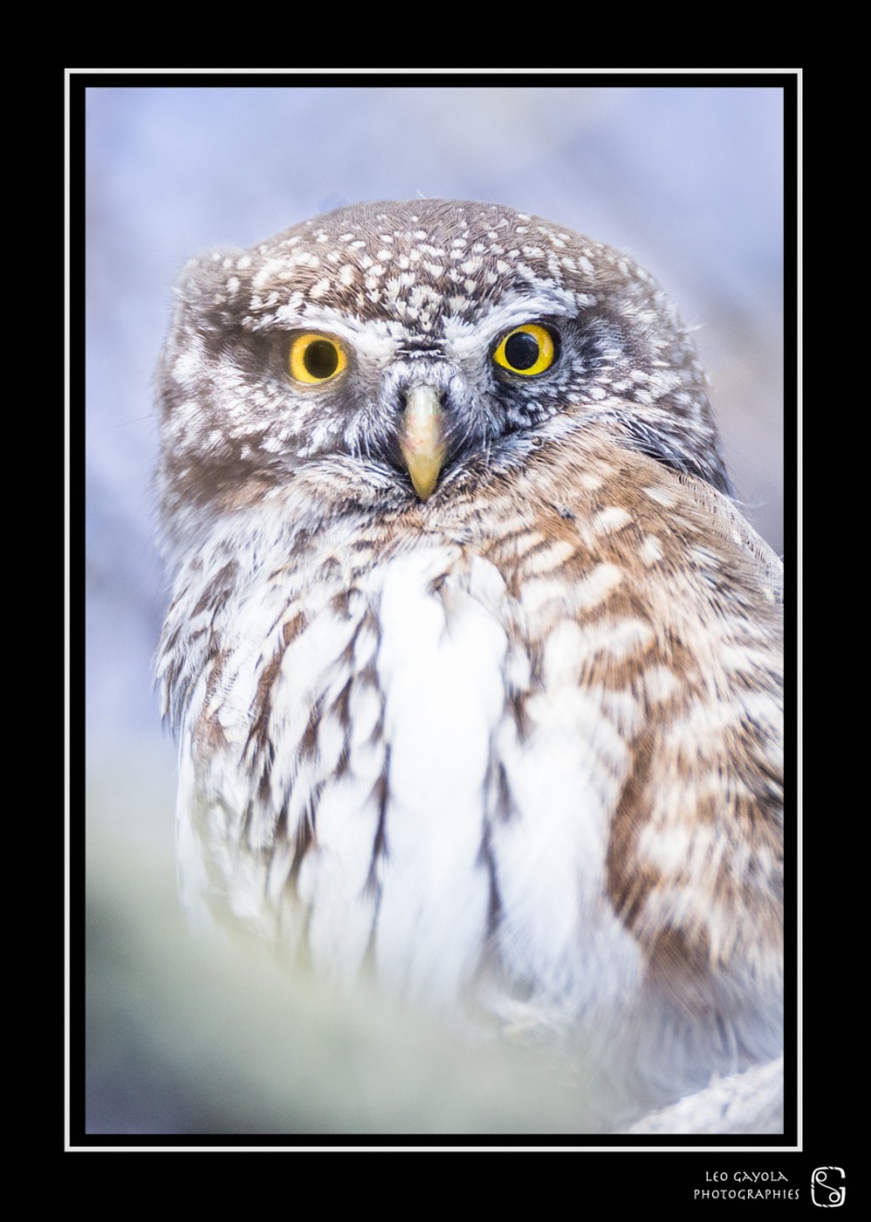 Safari photo animalier ornithologique