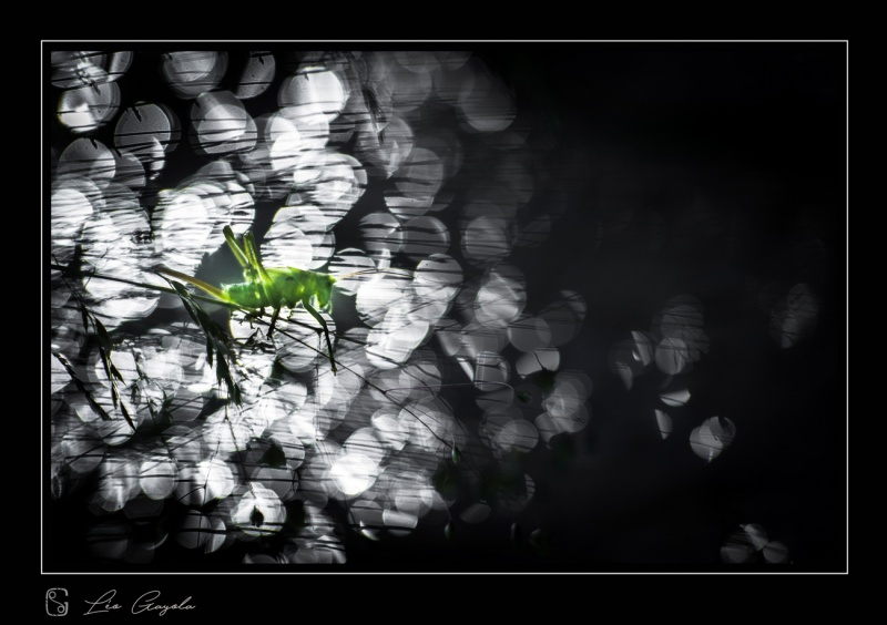 La macro et proxi en stage photo nature
