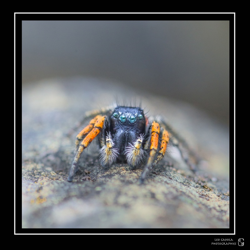 séjour macro photo en provence