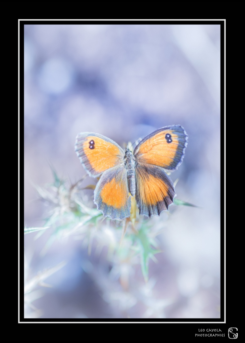 Stage photo nature macro et insectes