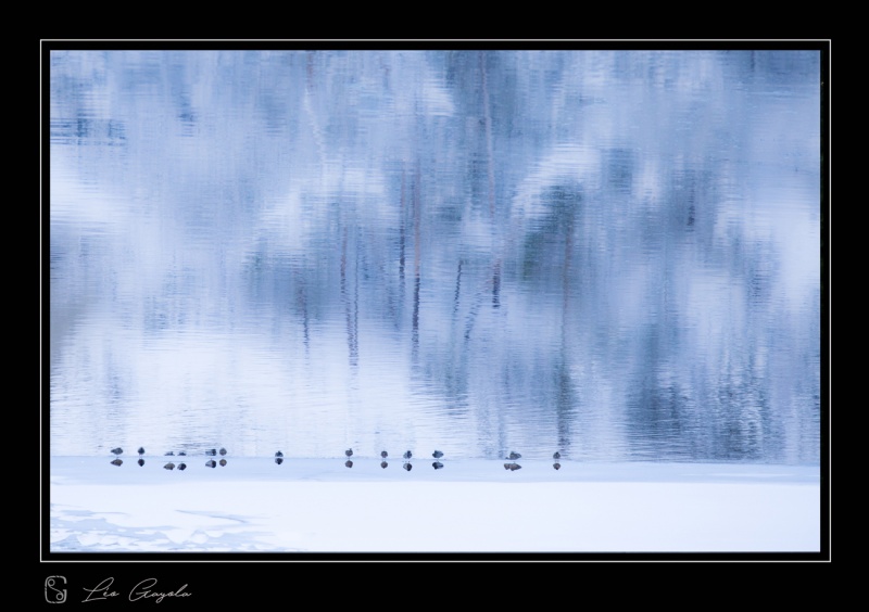stage photo animalier macro glace en hiver