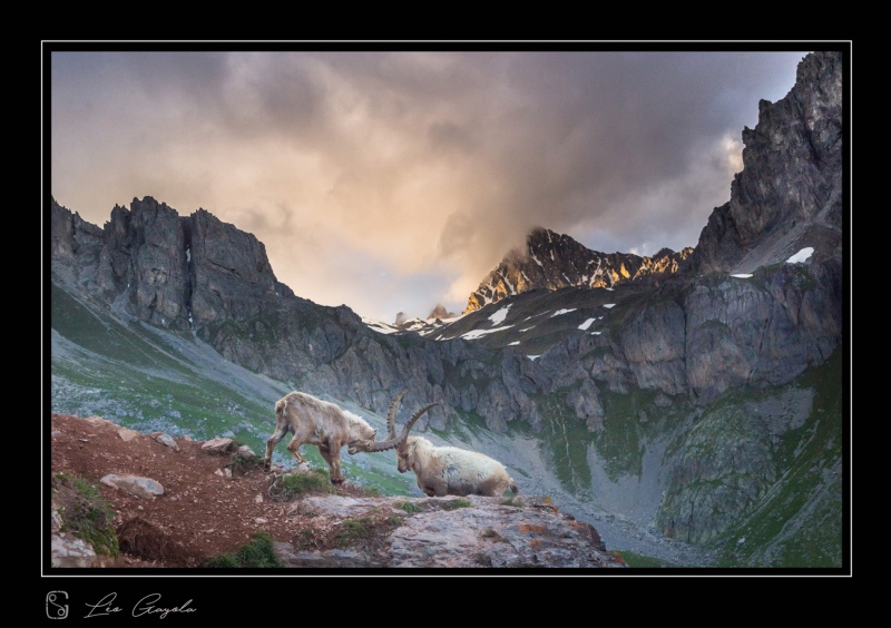 Combat de bouquetin lors d'un stage animalier dans les Ecrins