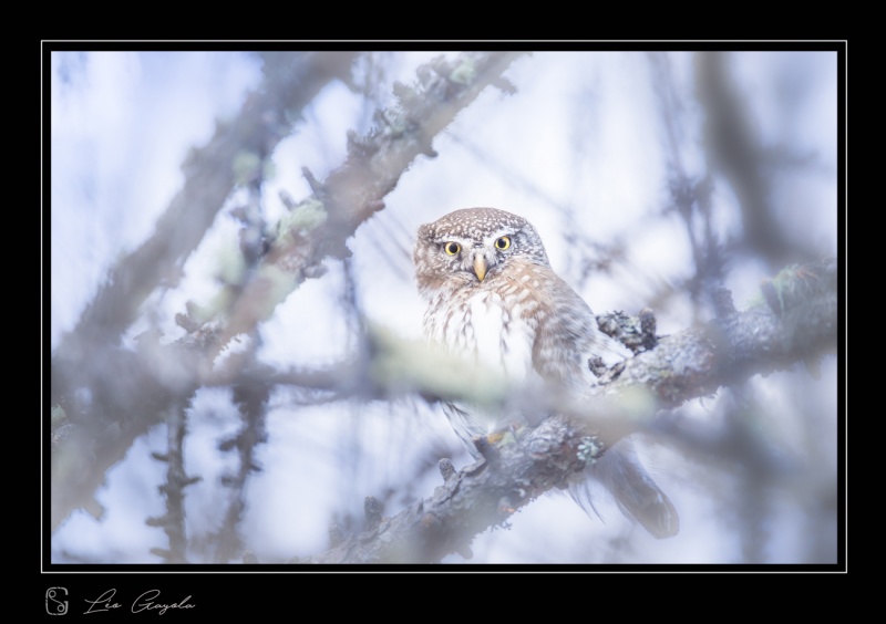 Chouette chevechette en montagne durant un stage photo nature