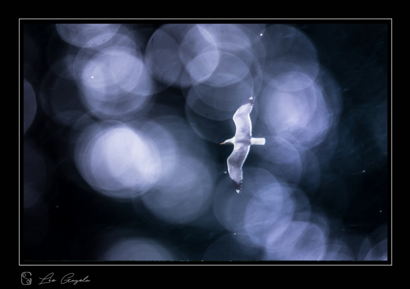 Oiseau limicole marin en stage photo exploration sur la côte