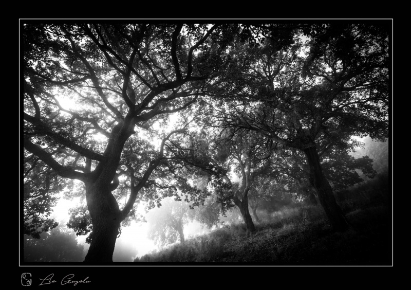 Nature montagnarde et forêt, Champsaur