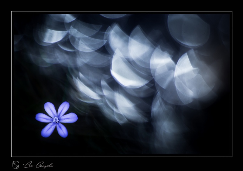 Stage photo macro et fleurs en mai 2017 avec Léo, super temps de pratique photo