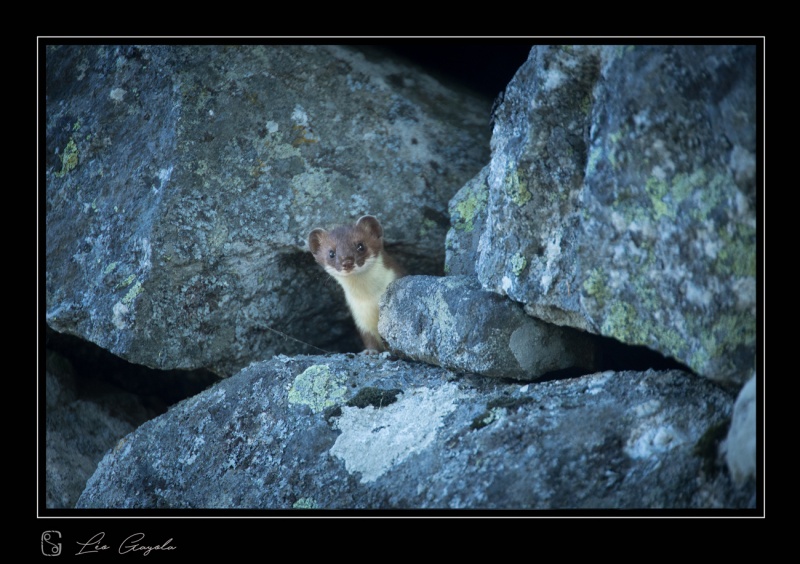 Une image d'une hermine modifiée pendant un atelier traitement d'images lightroom