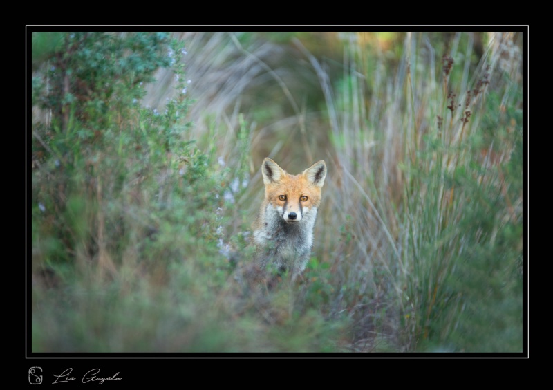 Séjour photo en Toscane pour voir ce beau renard