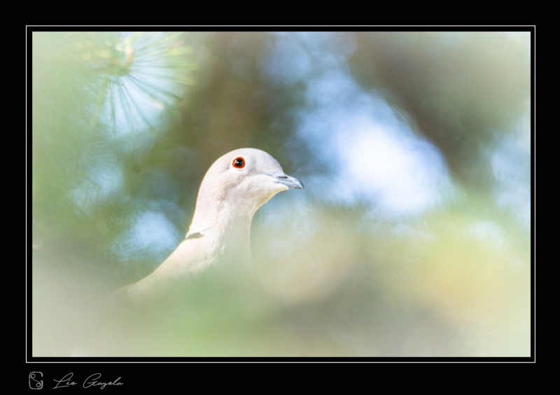 séjour photo oiseaux en Toscane