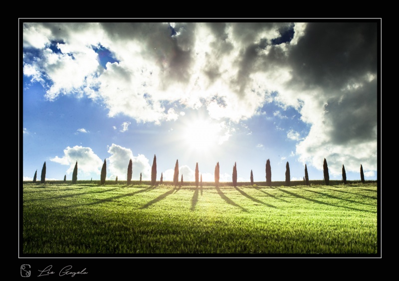 paysage de Toscane, stage photo, cyprès et courbes