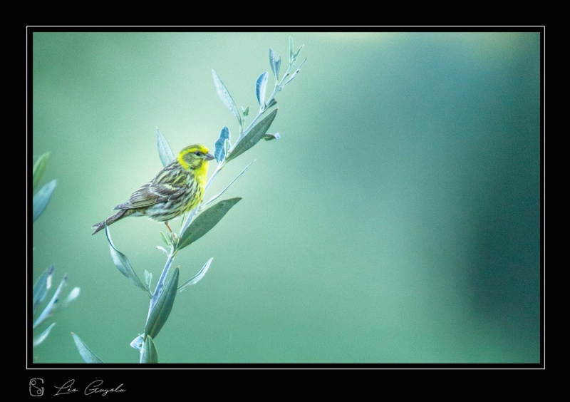 Serin cini dans le Val orcia sur un olivier en stage de photo nature