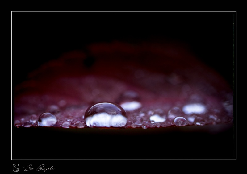 Photo nature macro, hautes-alpes
