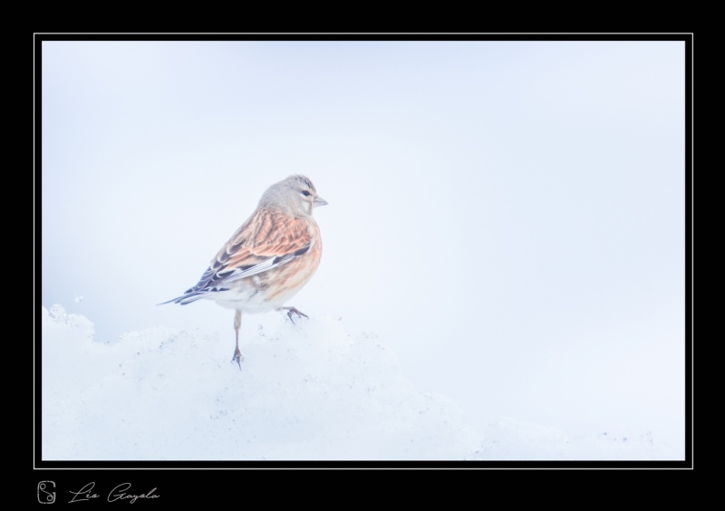 Linotte pendant le stage photo animalier d'hiver en montagne