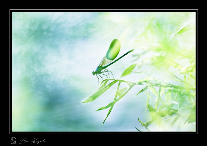 Formation macro photo en Camargue avec Leo gayola