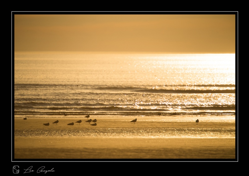 Stage photographique en camargue, avril 2018