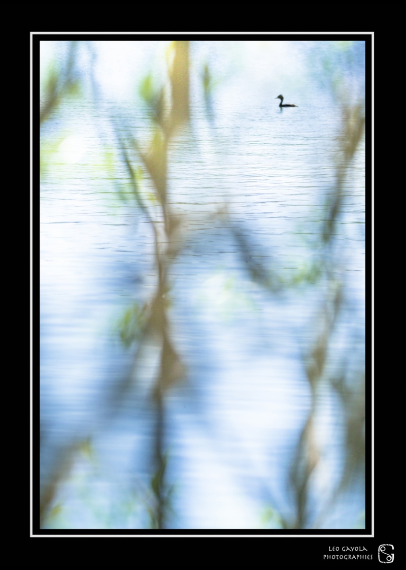 Stage photo nature oiseaux et animalier / atelier images naturelles