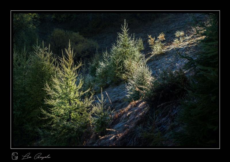 Stage photo nature paysage de montagne, forêts d'altitude