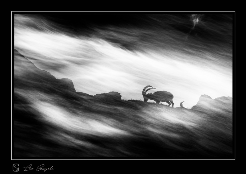 Stage photo nature en Guisane, massif des Cerces et Ecrins avec Léo Gayola