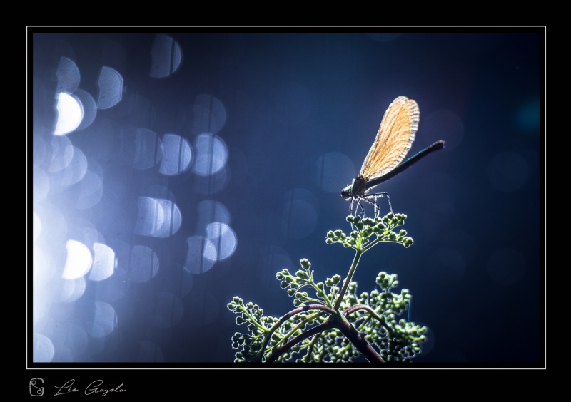 La macro et proxi en stage photo nature