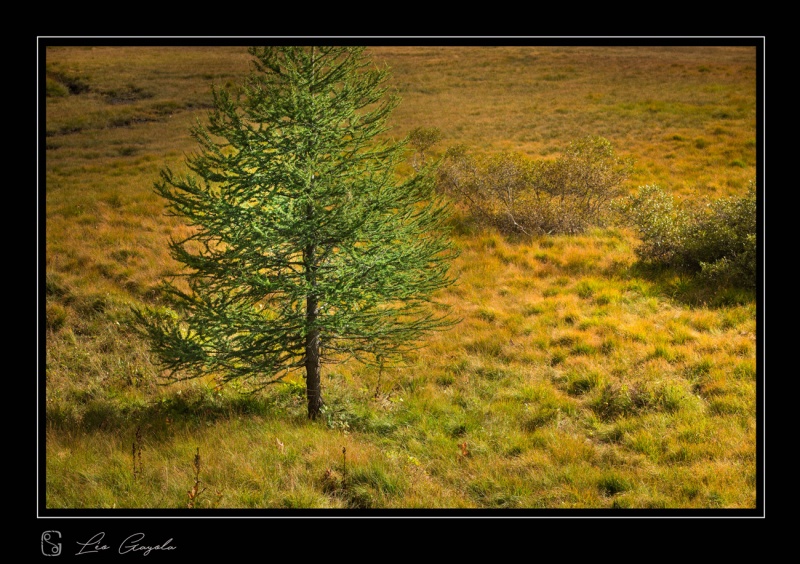 Arbre trouvaille en stage photo nature dans la Clarée