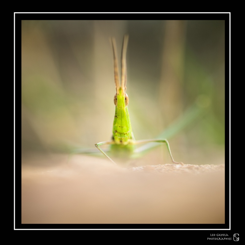 La macro dans un stage photo nature