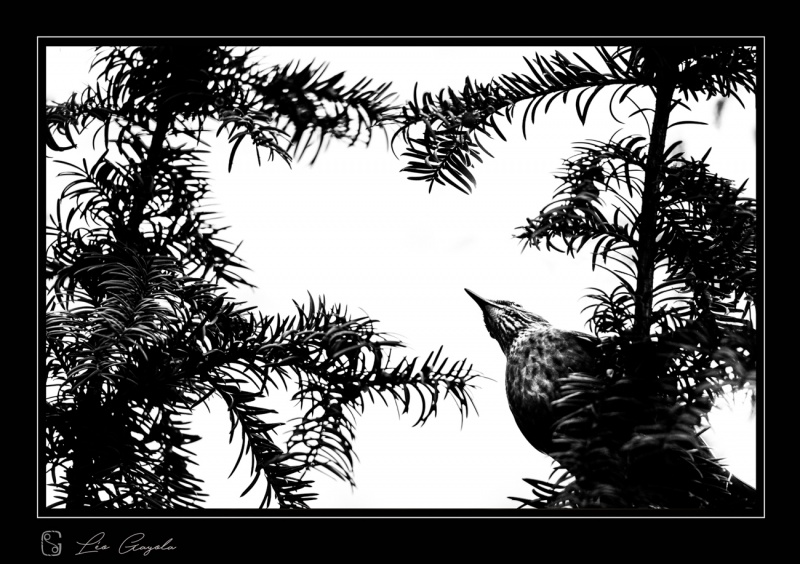 Grive prise en Pologne par Léo Gayola, photographe de montagne