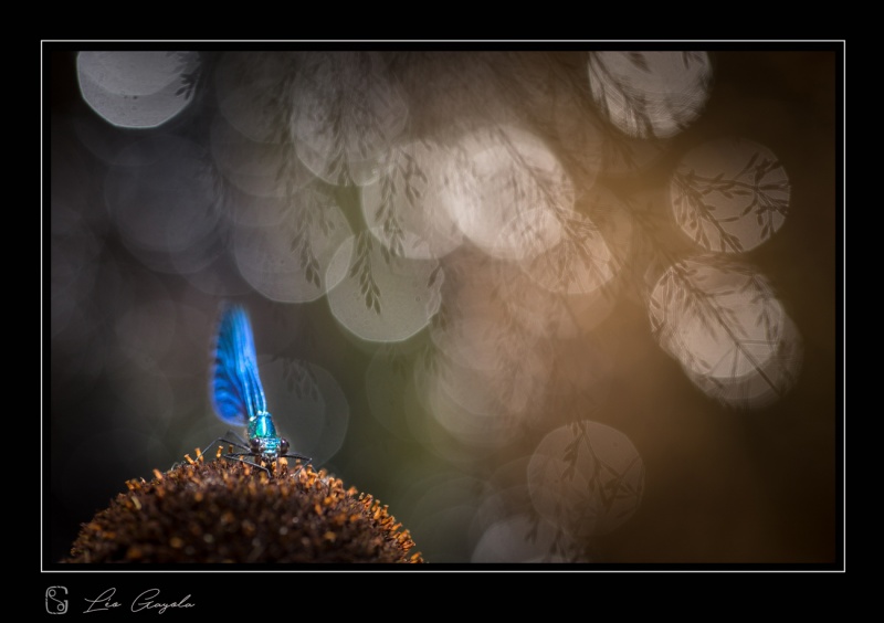 pendant le stage images de macro et atelier photo en Aubrac, nous avons trouvé cette superbe libellule