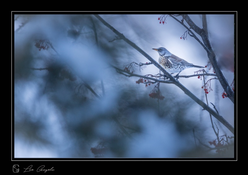 photo nature oiseaux en hiver en montagne / stage photo oiseaux