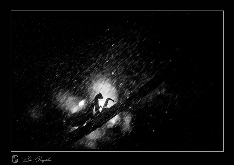 Stage photo nature macro / atelier photo alpes