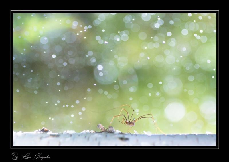 Stage photo nature macro en montagne