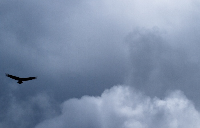 Au delà des nuages en stage photo vautours