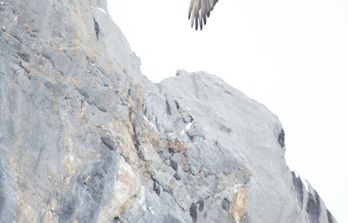 image du gypaete barbu en voyage photo en Haute-Savoie