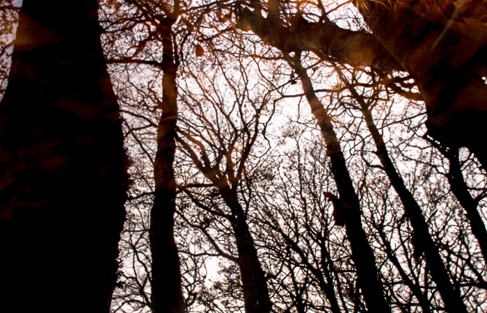 Forêt de hêtre sur l'Aubrac à l'automne