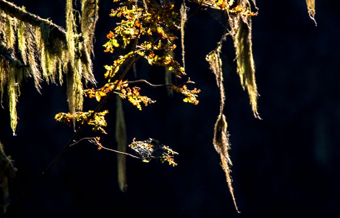 Forêt dense avec lichen barbu, mélèzes et sapin