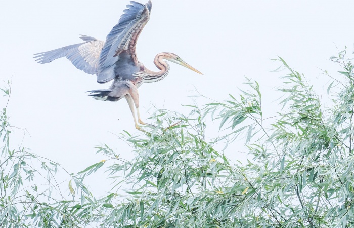 héron pourpré sur les berges du Delta du Danube