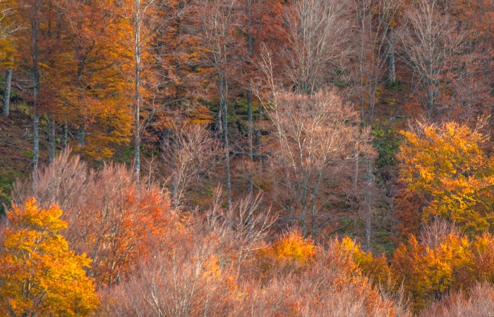 Une forêt bien mystérieuse se dessine.