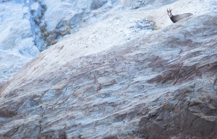 Chamois dans la roche lors d'un stage photo nature