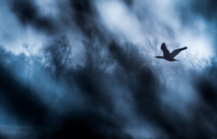 Séjour photo en baie de somme avec les oiseaux